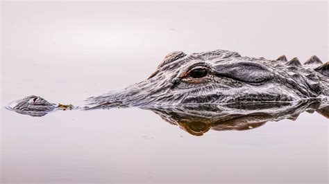 Man accused of using 'small pickaxe' to hunt, kill 5-foot alligator